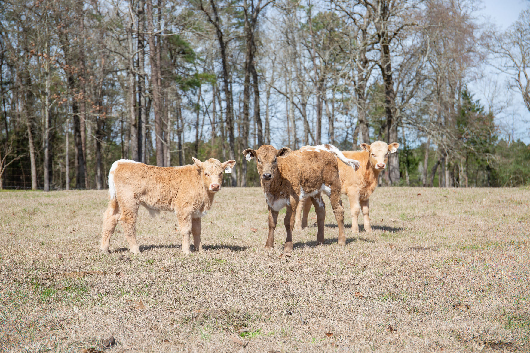 Saving the Family Farm